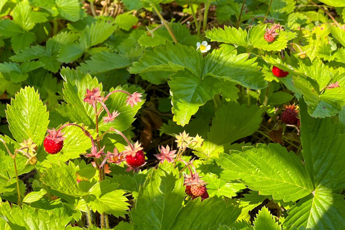 Erdbeeren am Kindergrabfeld Birnengarten