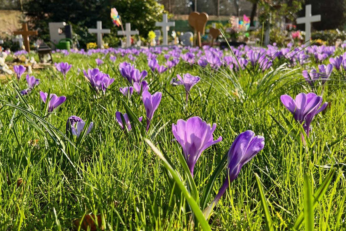 Sternenkinder_Home_Krokus_1600