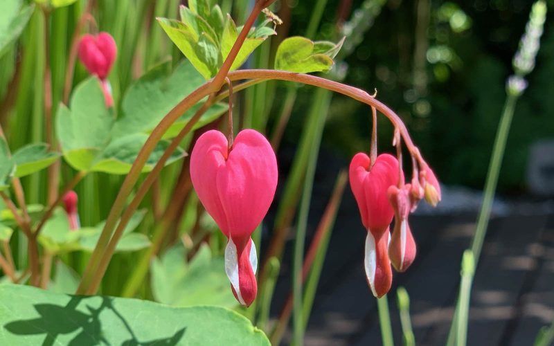 Stiller_Stern_blooms_herz_1600 Stiller_Stern_blooms_herz_1600