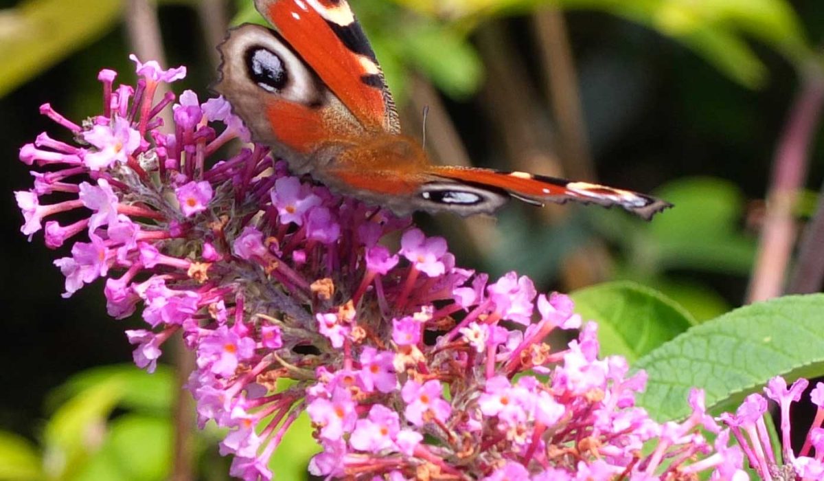 Sternenkinder Schmetterling