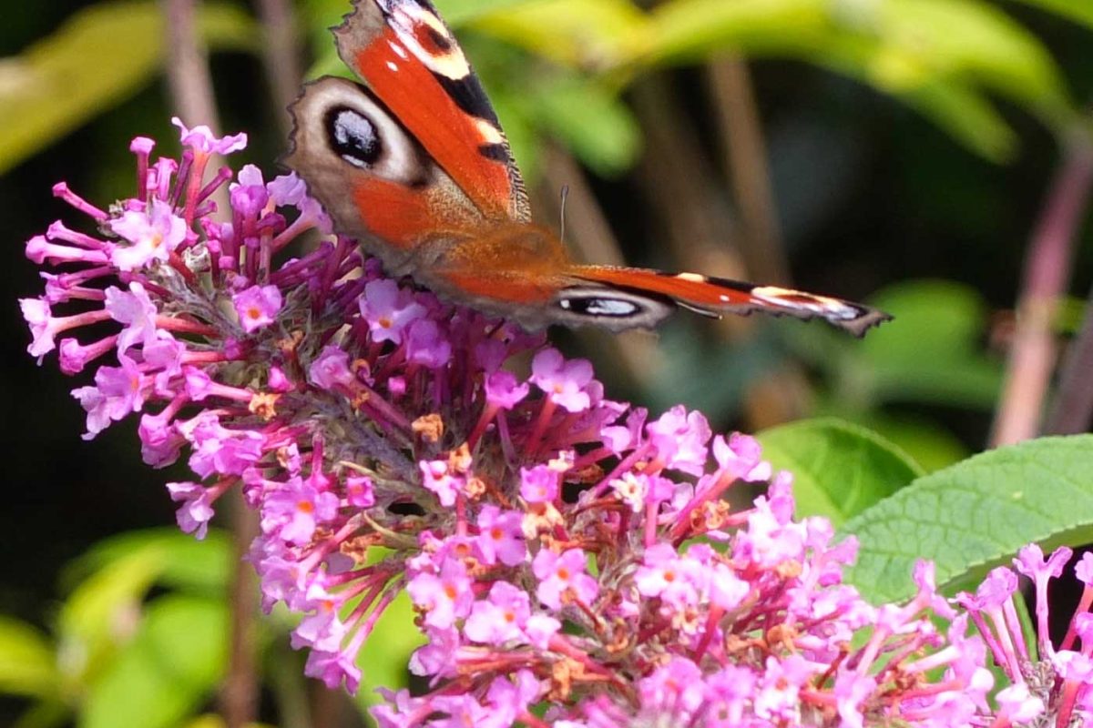 Sternenkinder Schmetterling